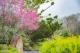 圖8：2023陽明山花季花況照片