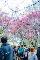 圖12：2023陽明山花季花況照片