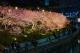 2023樂活夜櫻季 第一區夜間花況12