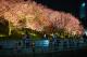 2023樂活夜櫻季 第一區夜間花況11