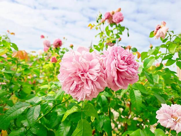 圖1、臺北玫瑰園內有超過八百種珍貴的玫瑰品種，皆由工作人員悉心照護，誠摯歡迎民眾來賞花。