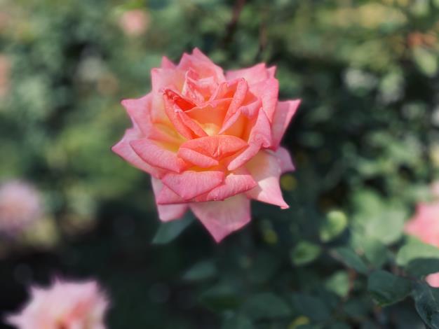 圖6、粉橙色系的大花玫瑰「花車」(照片拍攝者：吳健羣)