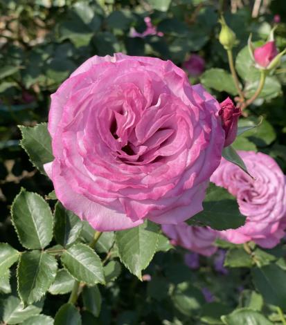 圖25、臺灣育種家許古意先生育出的玫瑰「紫珊」