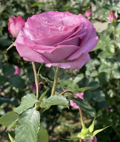 圖20、臺灣育種家許古意先生育出的玫瑰「紫星」
