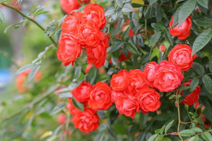 圖2、園區內超過800種玫瑰品種，邀請大家連假期間一起來「尋找玫好」，拍照兼抽獎喔!