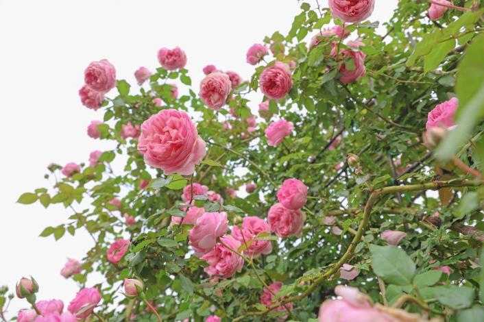 圖1、2023臺北玫瑰展將在228連假過後正式開展，蔓玫已迫不及待爬上枝梢悄悄