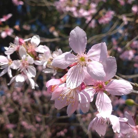 圖2、陽明山花季盛開的昭和櫻