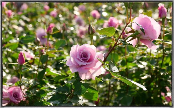圖2、臺北玫瑰園內有超過八百種珍貴的玫瑰品種，皆由工作人員悉心照護，誠摯歡迎民眾來賞花(攝影by Daidai Chang)。