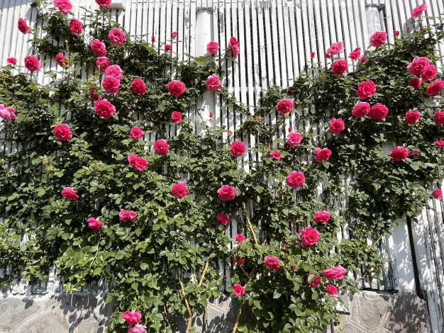 圖3. 自然生長攀爬出愛心型的「烏拉拉」玫瑰牆面