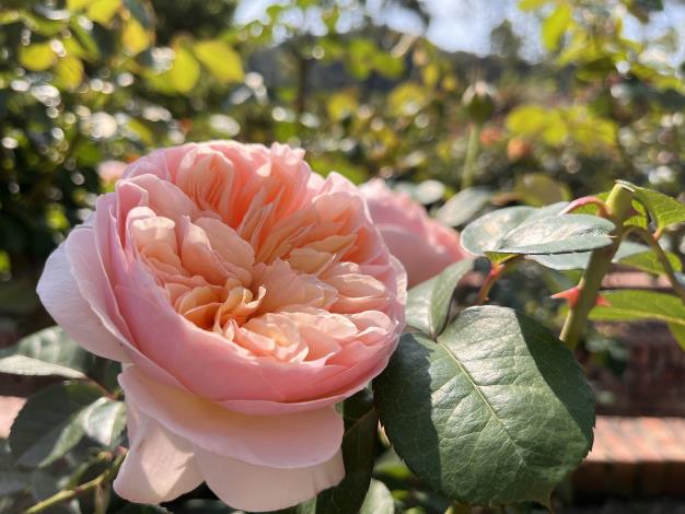 圖5.「茱麗葉」被譽為全世上最名貴的玫瑰