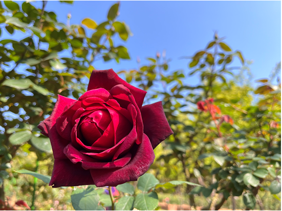 圖9. 「奧克拉荷馬」黑紅色絨花朵，芳香濃郁充滿神秘感