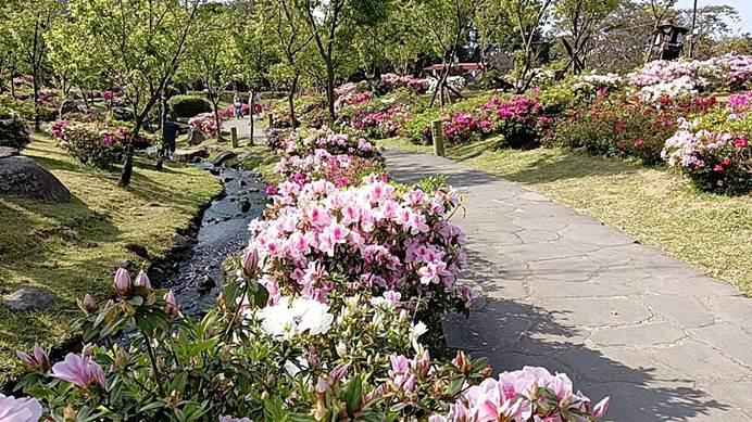 圖7 . 「陽明山花季」櫻花溪流區的杜鵑正熱情綻放