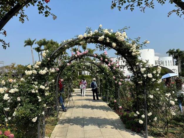 圖2 . 「 臺北玫瑰展」五彩玫瑰園的玫瑰花廊爬滿玫瑰，花開正美