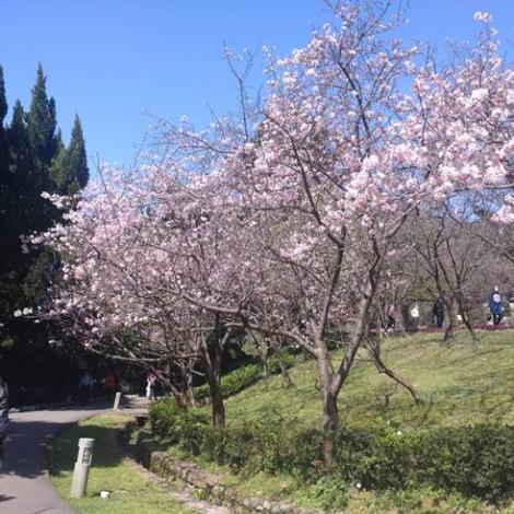 圖8. 「陽明山花季」遊客中心前的吉野櫻正盛放，花期僅到月中敬請把握