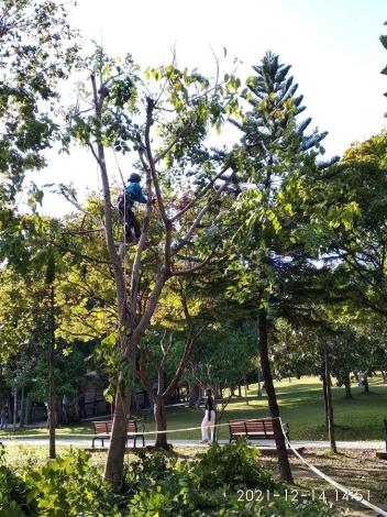 圖4.攀樹師精心修剪樹木，讓大安森林公園林木生長更健康
