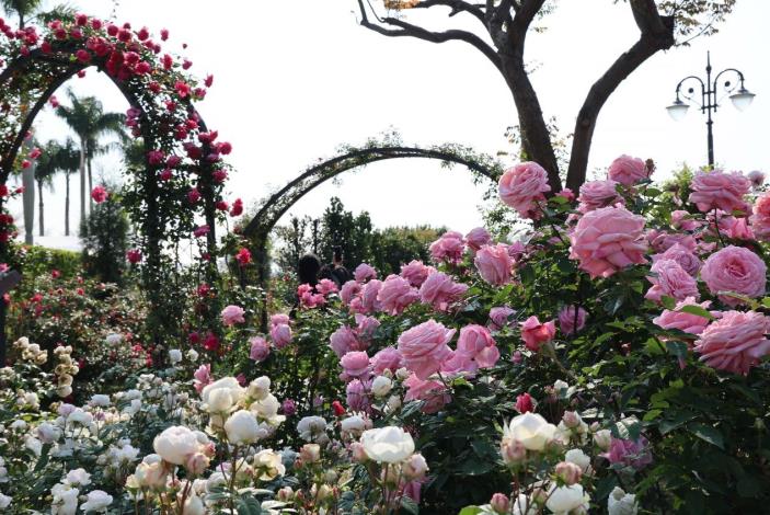 圖1、園區內滿滿的玫瑰花讓人流連忘返。