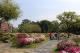 大安森林公園杜鵑盛開美麗