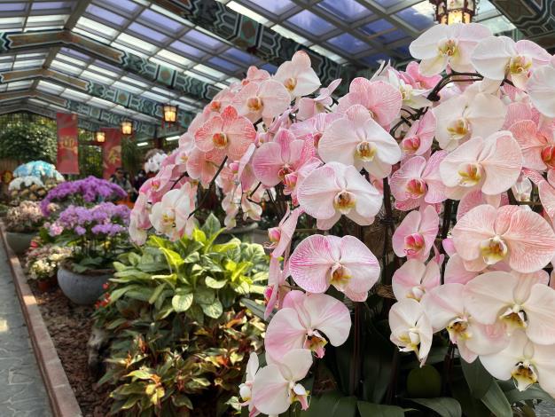 圖13.室內展覽館展示各種春季應景花卉，更收集台灣在國際上創新的蝴蝶蘭染色與噴染技術.JPG