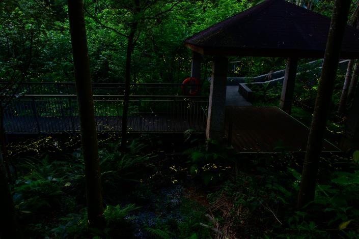 木柵公園螢火蟲的美麗身影-111年攝
