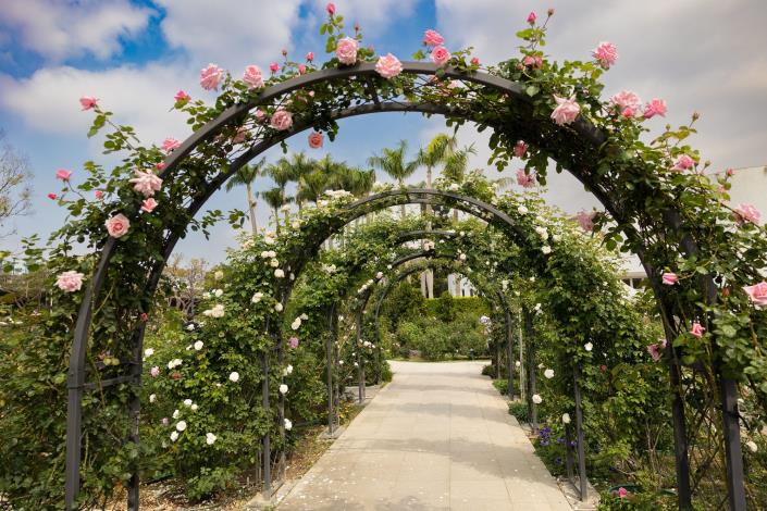 圖2. 臺北玫瑰園的玫瑰花廊為同仁悉心照顧的成果成為必拍的美景