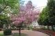 圖7北投線形公園粉色富士櫻預計連假起盛開(近東陽街口；資料照片)