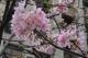 圖12線形公園粉色櫻花主要為富士櫻(東華街二段38號對面)