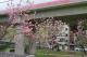 圖13線形公園粉色櫻花主要為富士櫻(左右)，也有少量吉野櫻(中)(東華橋北側；資料照片)