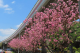 圖14北投捷運線的粉色櫻花分布起自基隆河以北士林區劍潭國小對面的線形公園(資料照片)