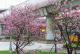 圖8北投線形公園粉色富士櫻預計連假起盛開(石牌站旁；資料照片)