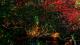 圖3.大安森林公園螢火蟲美麗的身影