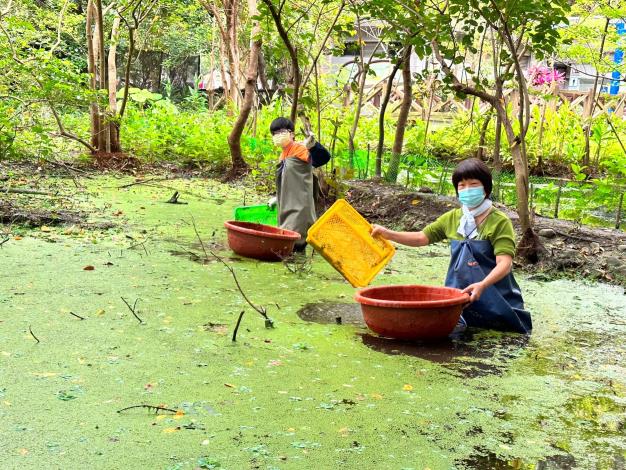 圖1志工隊每月進行工作日，穿青蛙裝入生態池清除外來種及淤泥。