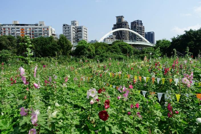 圖3-6月中旬起「河雙21河濱公園」的蜀葵花海帶您感受不一樣樣河濱魅力