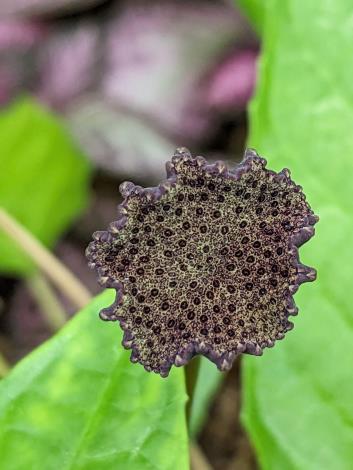 圖3花序表面深紫、黑褐色，花序梗長10公分以上，盤狀花檯上密布顆粒。