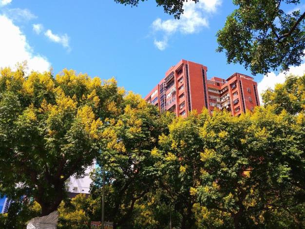 (照片2) 臺灣欒樹秋天繽紛的色彩為這個城市帶來了活力