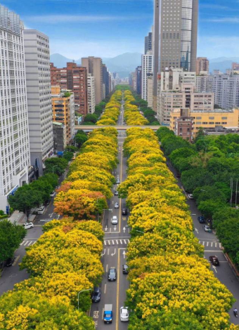 (照片1)敦化南路上的臺灣欒樹開滿金黃花朵