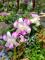 圖4 .潑墨花色的秋石斛蘭-粉潑品種