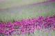 圖4.最受歡迎的紫色薰衣草
