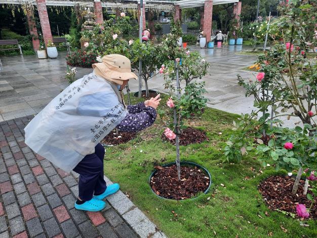 圖15玫瑰園志工不畏風雨，進行玫瑰生長紀錄。