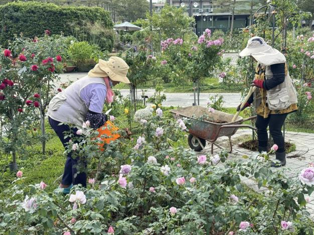 圖18玫瑰園志工姊姊們揮汗如雨，挖土、推三輪車樣樣都來，給她們大大的讚。