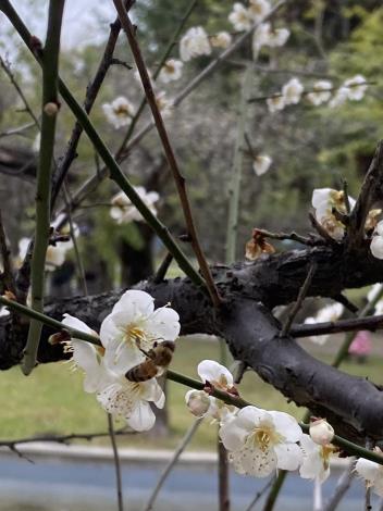 圖5園內老梅樹花朵綻放，聞香來訪的蜜蜂正忙於採集花蜜。