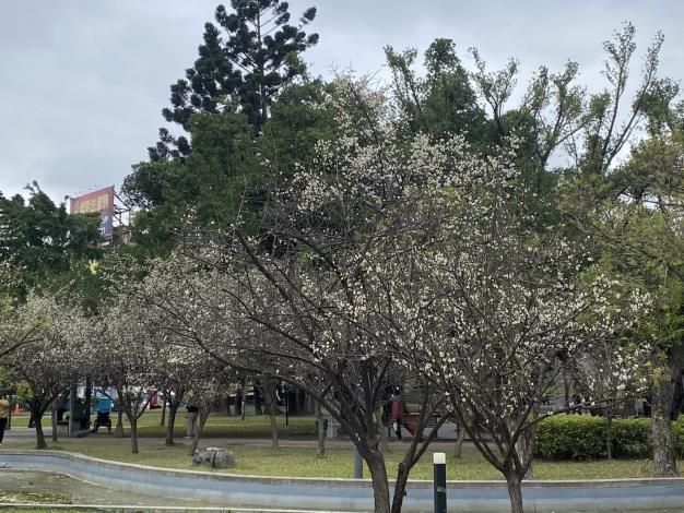 圖1榮星花園公園梅樹蔓延成一片白色的雪白世界。