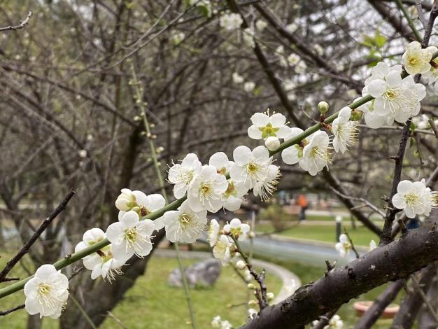 圖8梅花是原產中國的獨特花卉，小巧潔白的花瓣顯得雅緻，亦是園林造景的熱門品項。