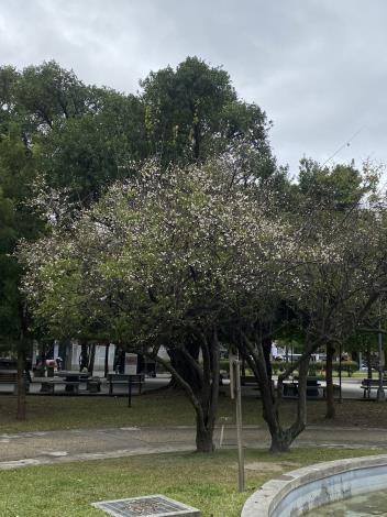 圖2榮星花園公園梅樹正逢開花期。