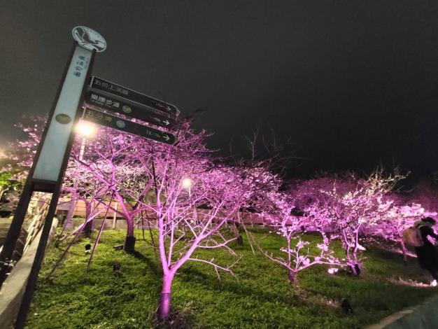 夜櫻季夜晚打燈樣