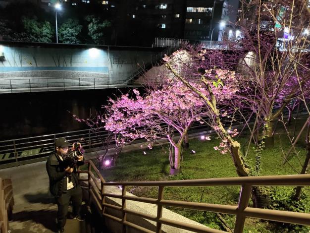 夜櫻季夜晚打燈樣