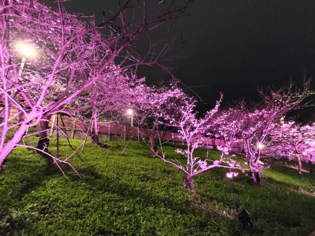 夜櫻季夜晚打燈樣