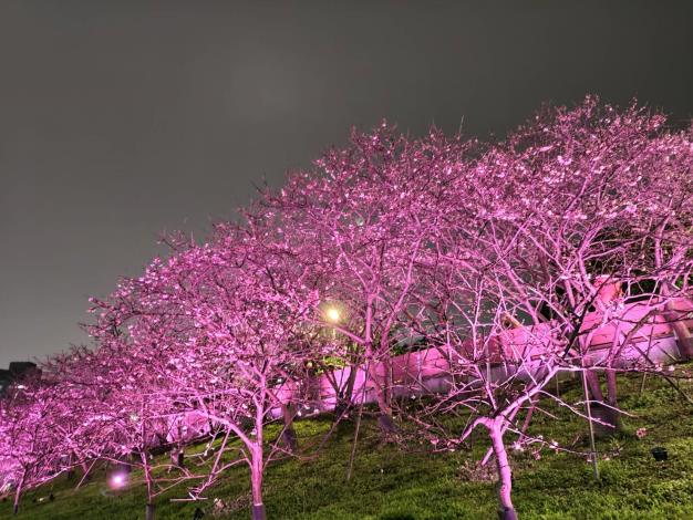 夜櫻季夜晚打燈樣