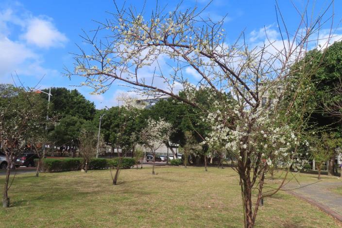 (圖片9) 奇岩4號綠地新植梅樹也已開放