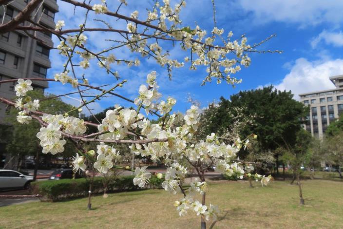 (圖片11) 奇岩4號綠地新植梅樹也已開放