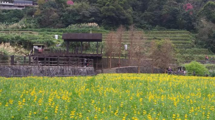 圖2. 樟樹步道魯冰花海陸續盛放中